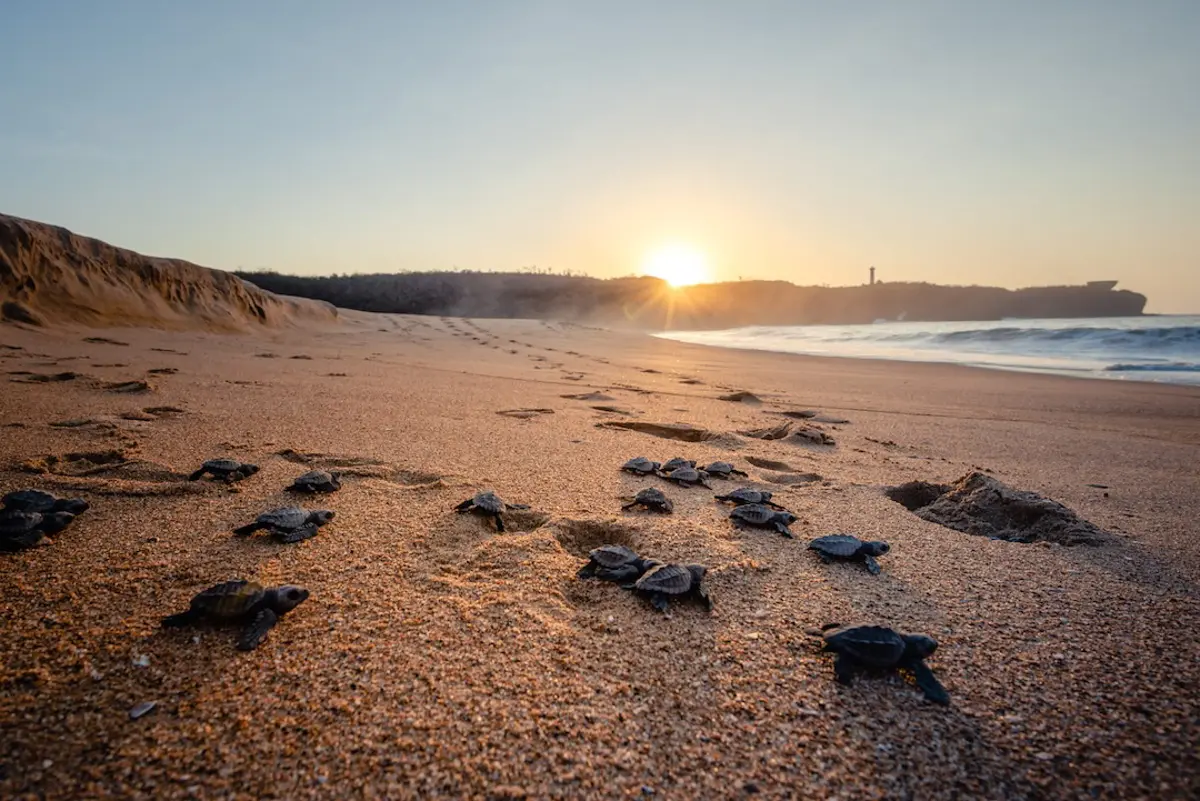baby turtles on the beach in careyes with the sunrise