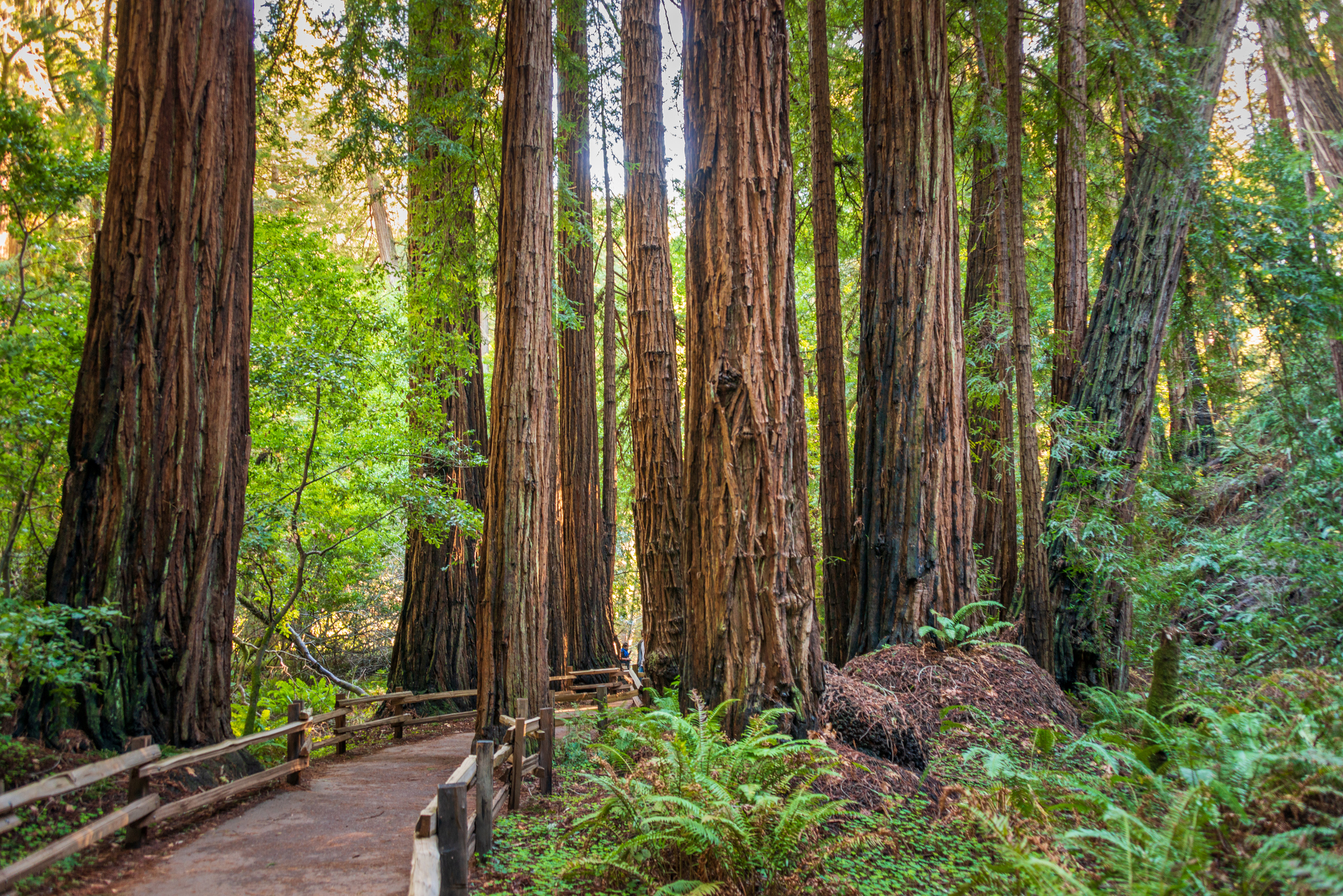 Muir Woods National Monument 