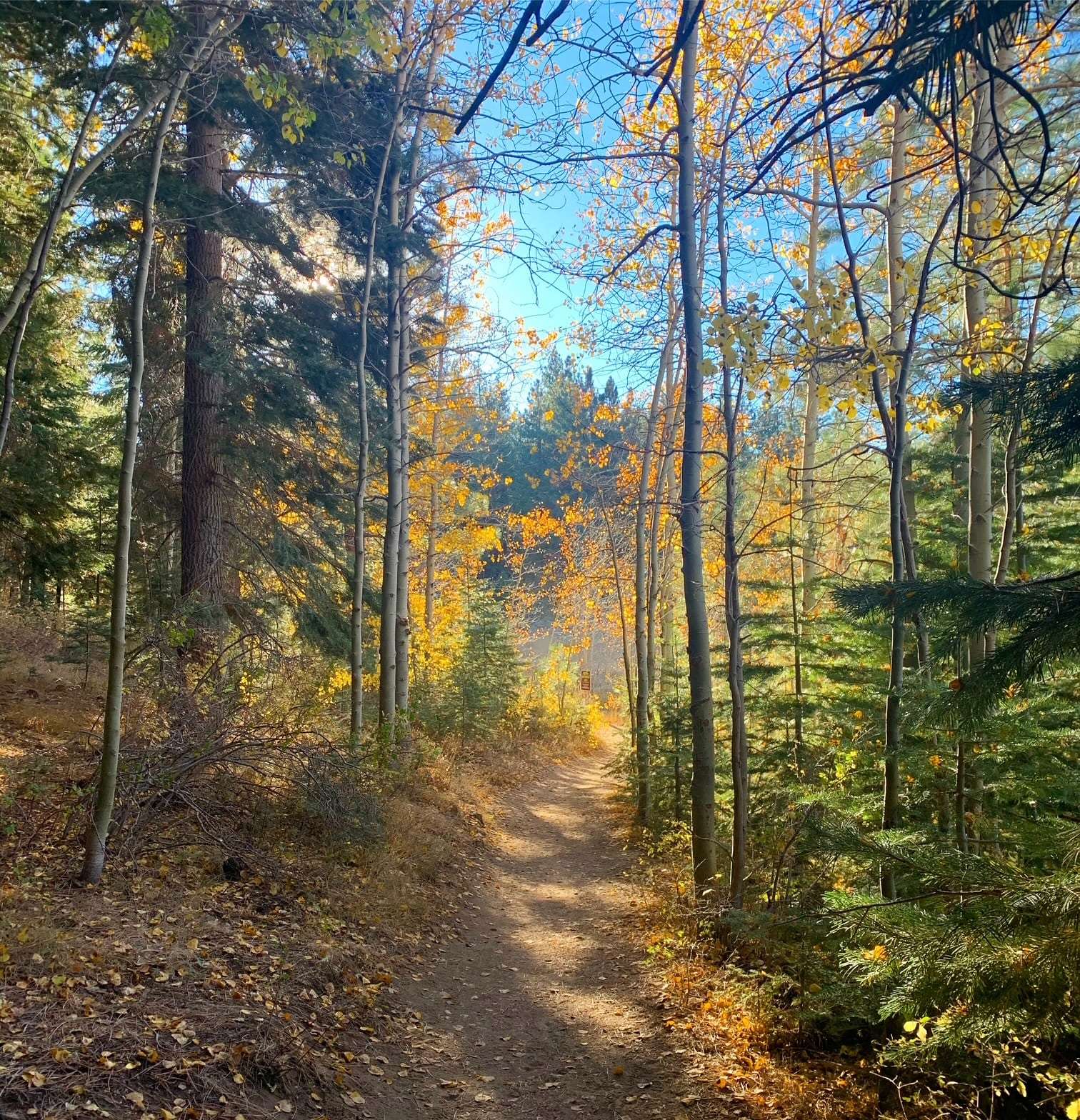 A walk around Spooner Lake on the east shore of Lake Tahoe in the fall on a path surrounded by golden leaves
