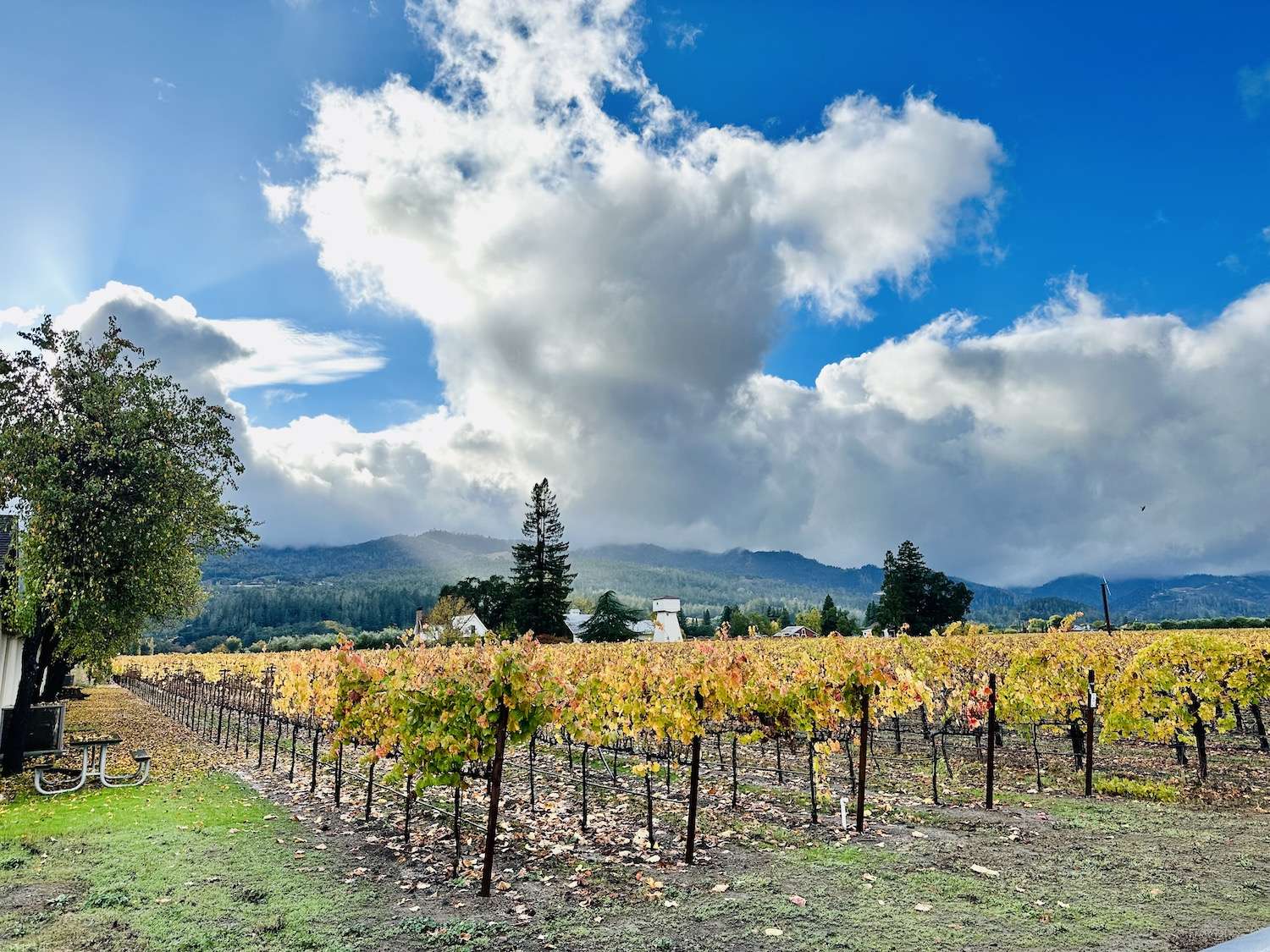 A Napa Valley vineyard in fall, with yellow vines