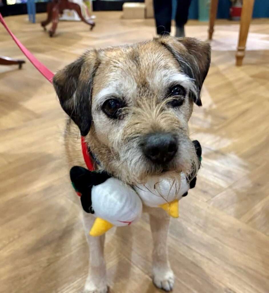 Dogs are welcome guests at Crocus Books