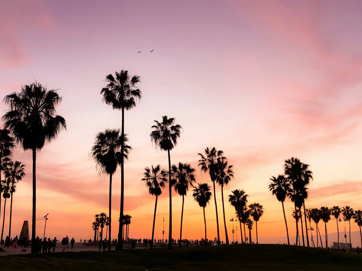 cluster of palm trees at sunset