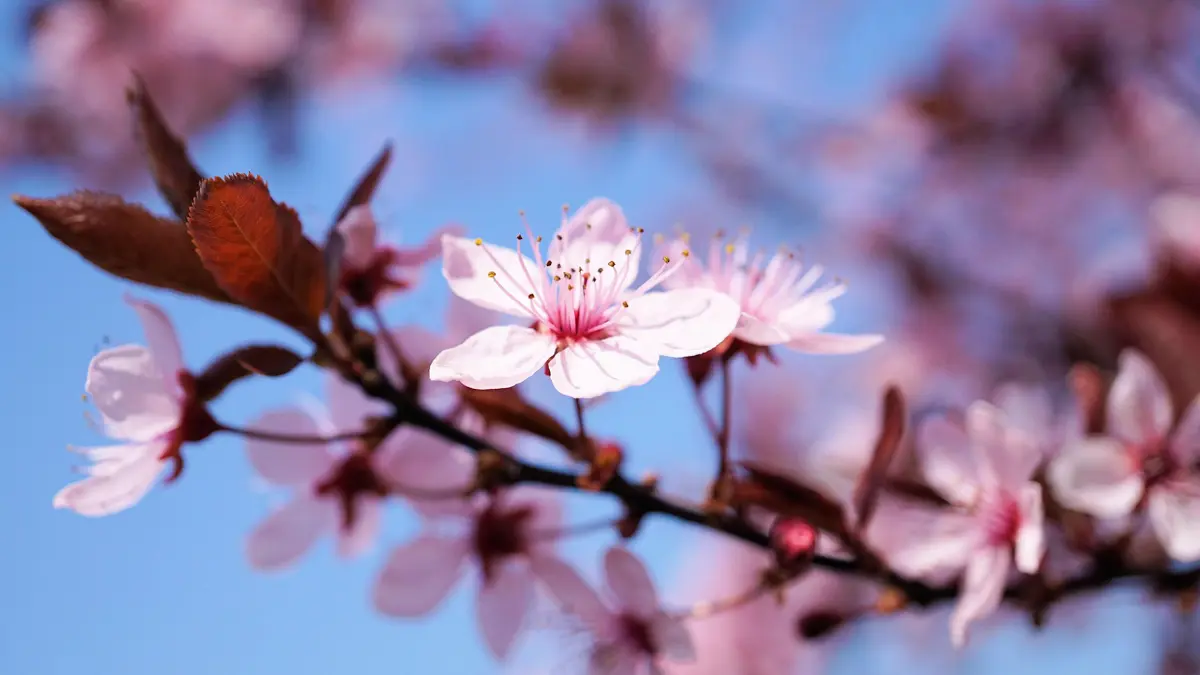 close up of cherry blossom bloom