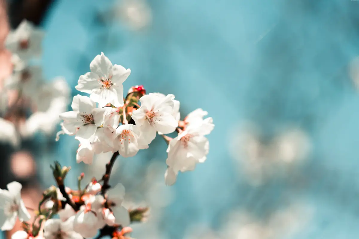 white cherry blossoms
