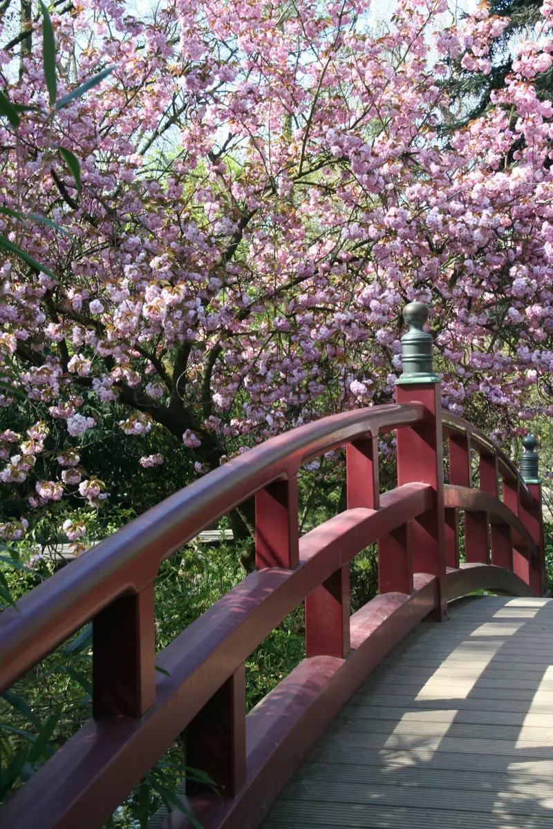 cherry blossom and japanese bridge