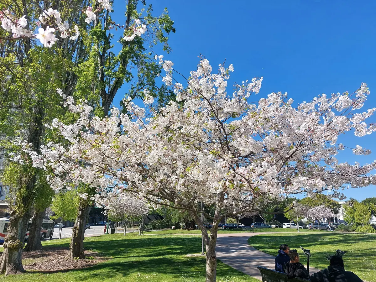 cherry blossom in a small downtown park in san francisco