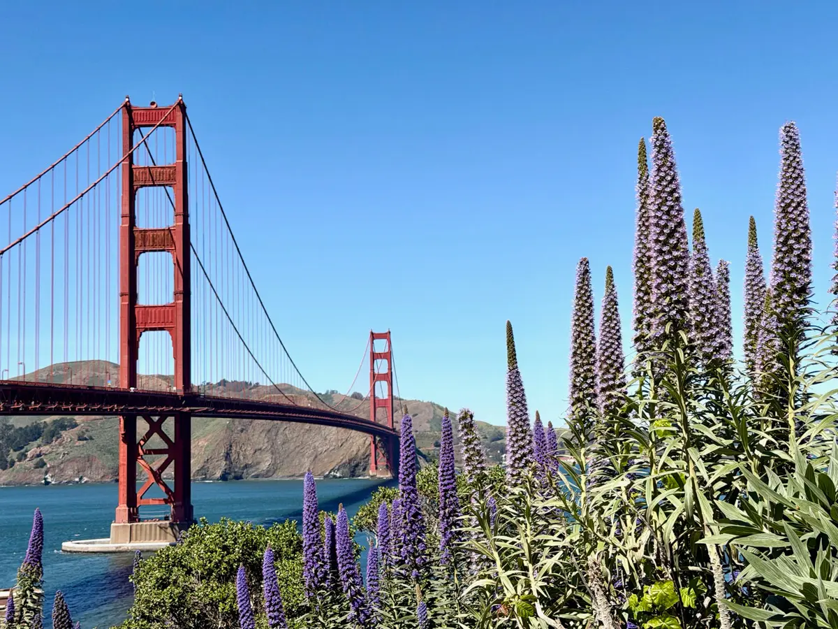 golden gate bridge with purple flowers and blue skies