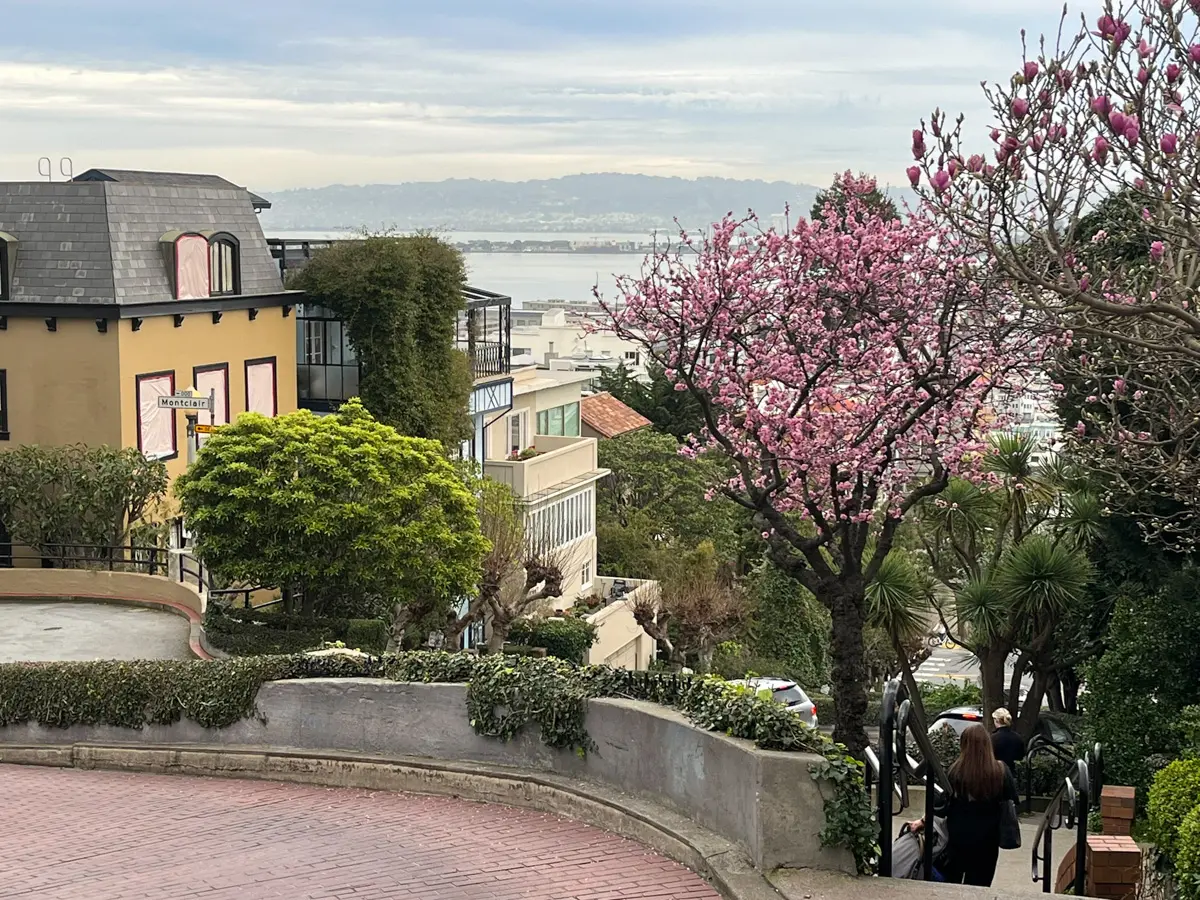 lombard street san francisco with blooming trees and view