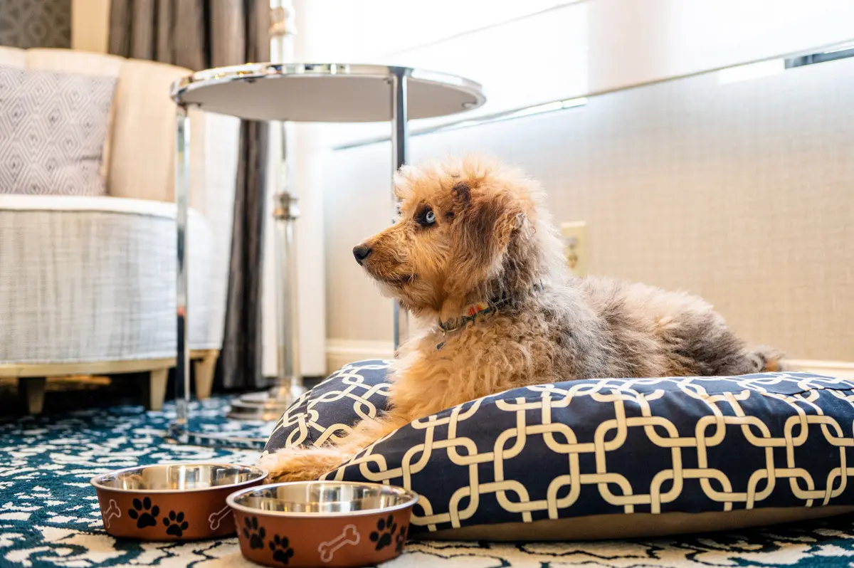 dog at ritz carlton san francisco