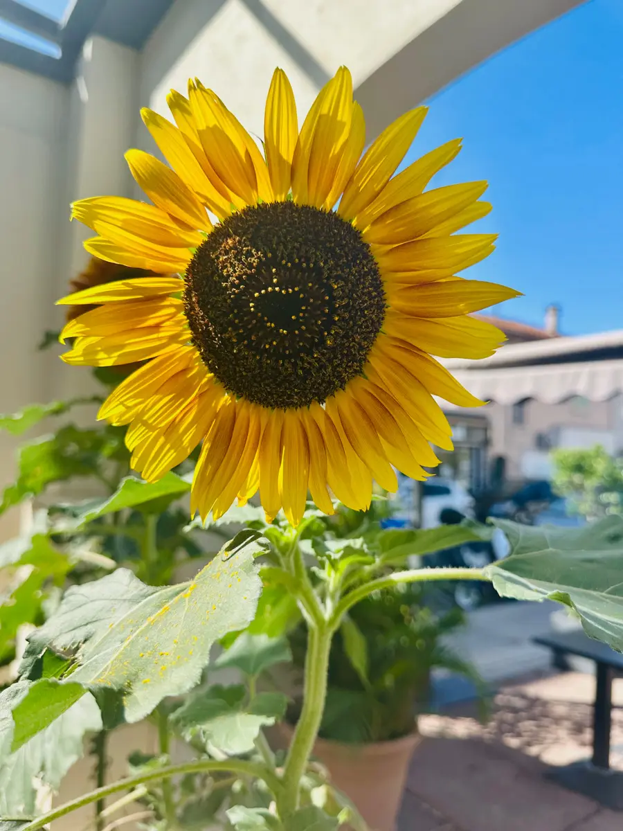 potted sunflower in a small neighborhood on the french riviera