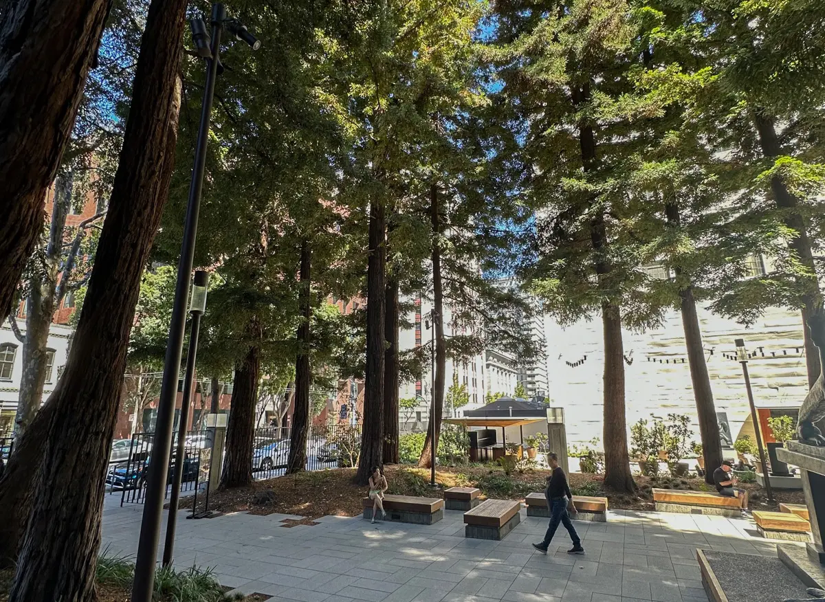 transamerica park in san francisco surrounded by redwood trees