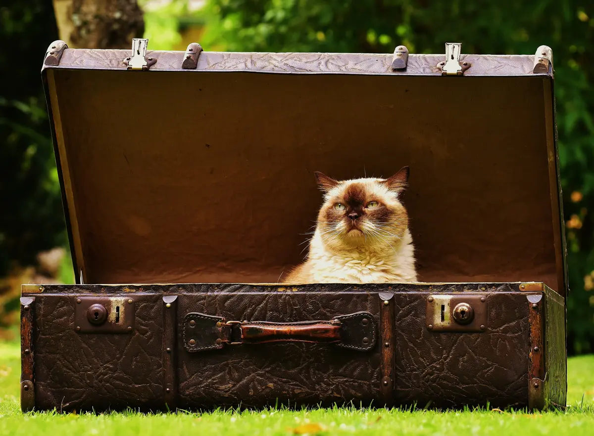 what to pack for san francisco---not a cat