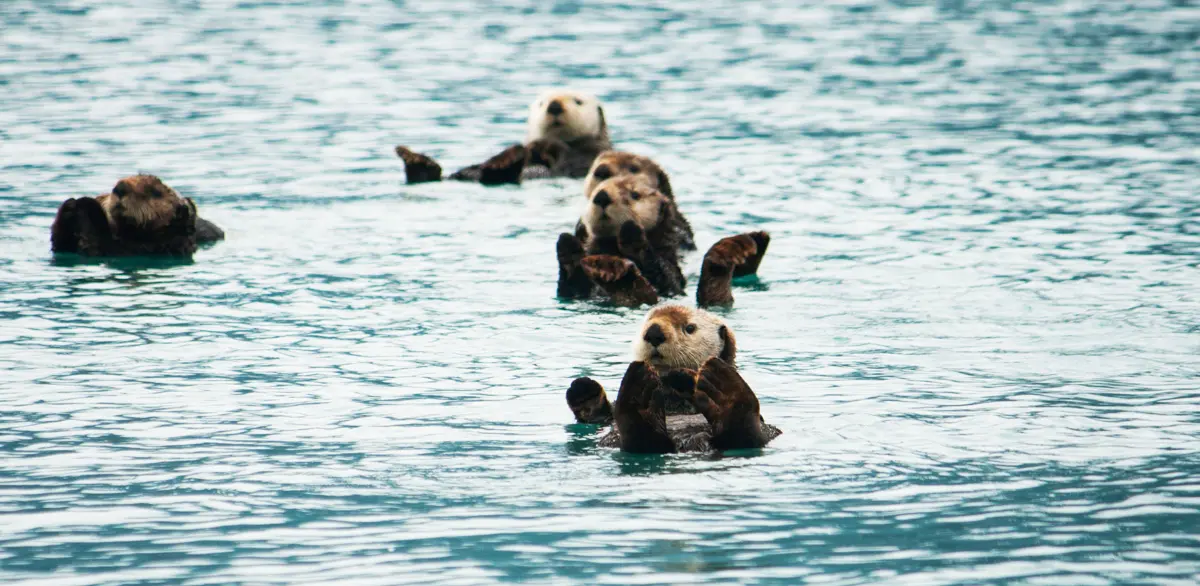 otters floating on their backs in monterey bay, california