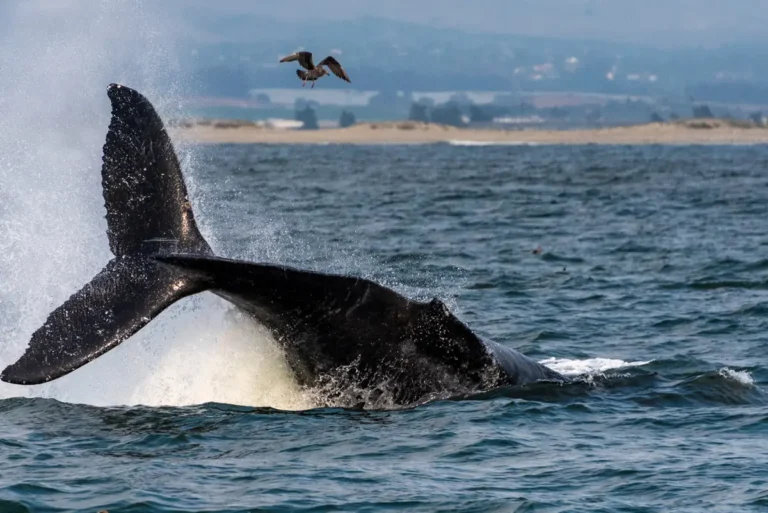 whale watching in monterey, california