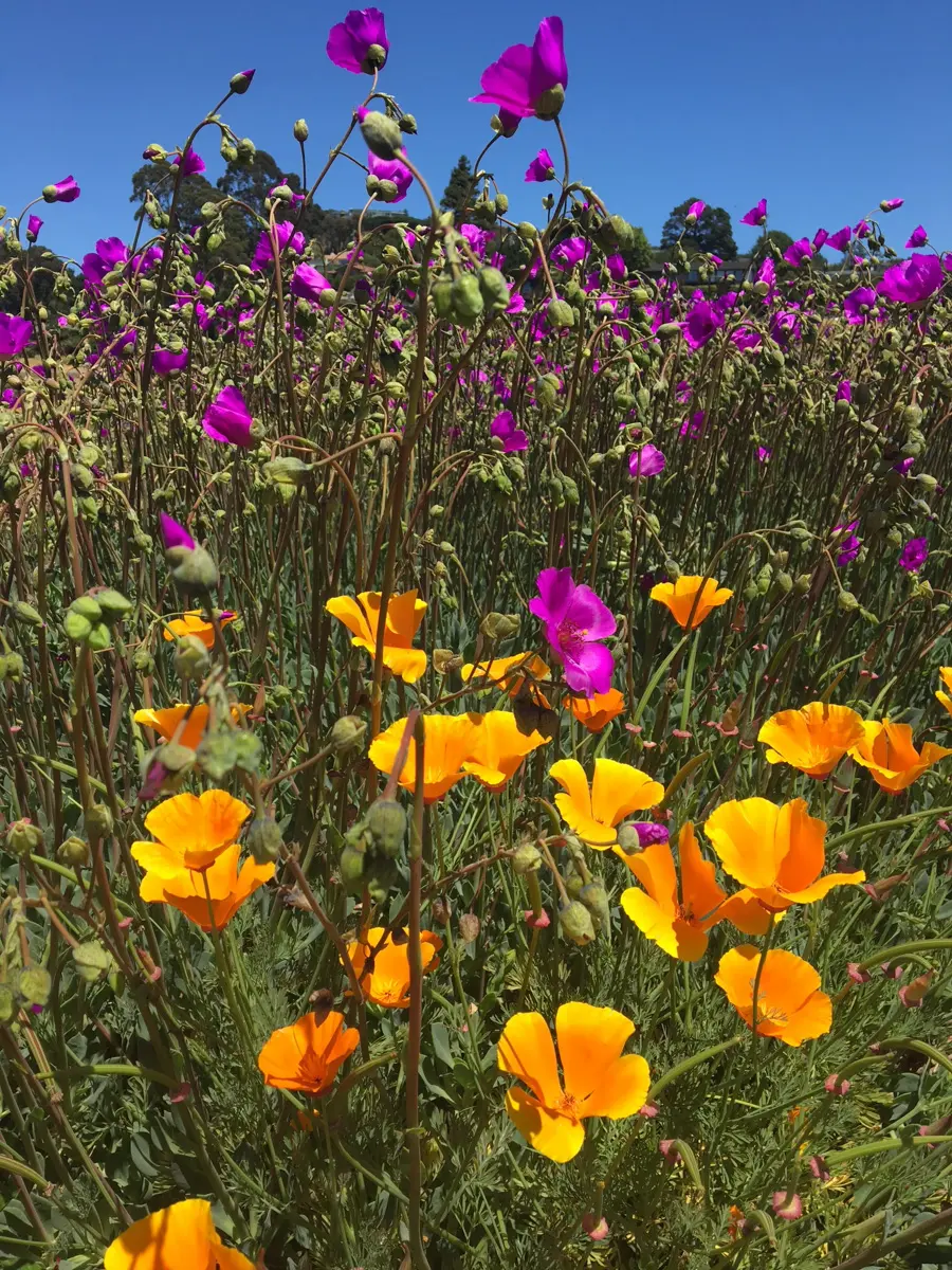 wildflowers in tiburon