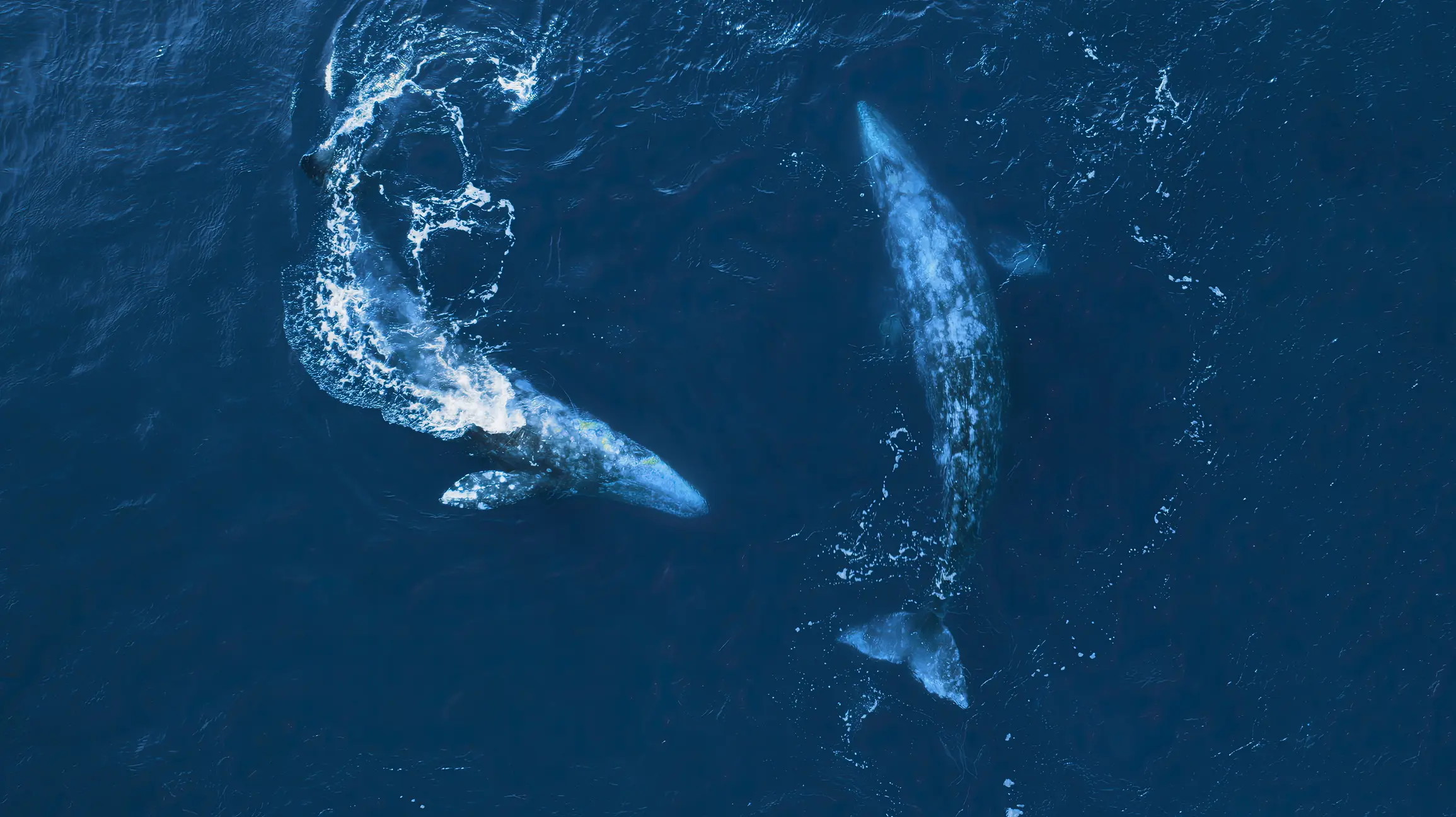 gray whales mendocino
