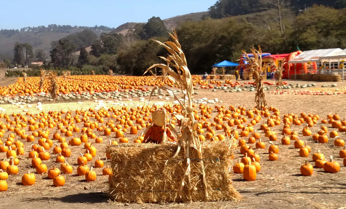 pumpkin fesetival in half moon bay