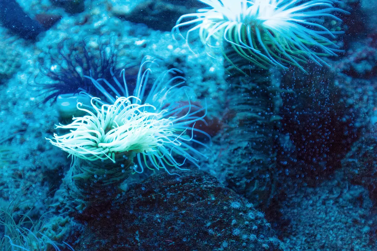 aquarium display at oceanographic museum in monaco