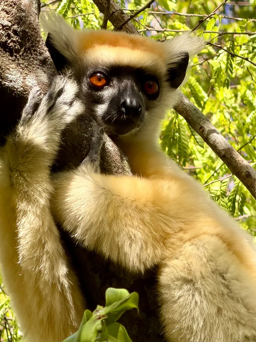 lemur in a tree madagascar